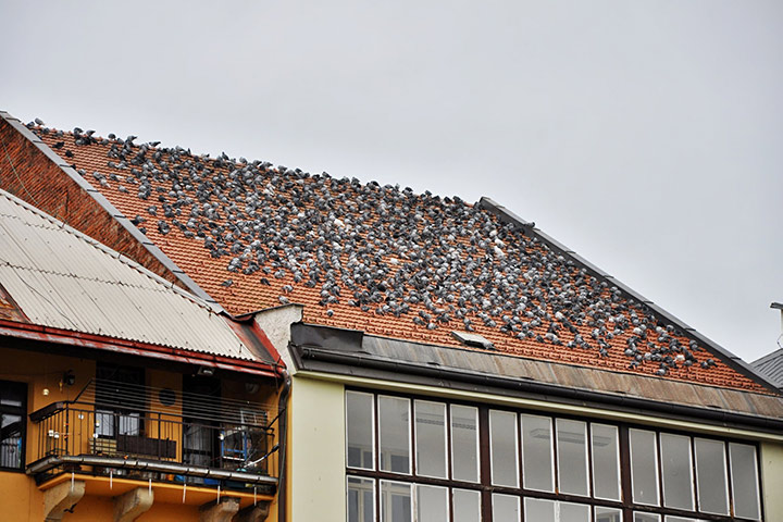 A2B Pest Control are able to install spikes to deter birds from roofs in Roehampton. 