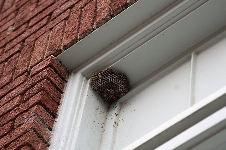 We provide a wasp nest removal service for domestic and commercial properties in Roehampton.